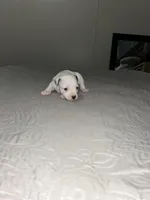 Spot , a male Jack Russell Terrier and Rat Terrier for sale in Miamisburg, OH – Photo 2 of 5