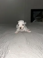 Spot , a male Jack Russell Terrier and Rat Terrier for sale in Miamisburg, OH – Photo 1 of 5