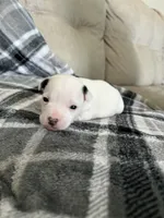 Spot , a male Jack Russell Terrier and Rat Terrier for sale in Miamisburg, OH – Photo 4 of 5