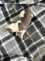 Chunky , a female Jack Russell Terrier and Rat Terrier for sale in Miamisburg, OH – Photo 6 of 6