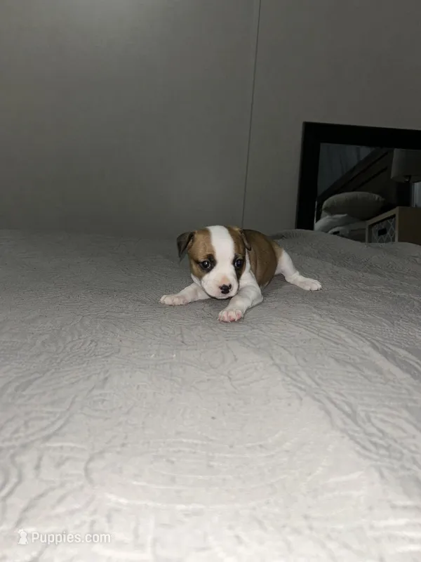 Chunky , a female Jack Russell Terrier and Rat Terrier for sale in Miamisburg, OH – Photo 1 of 6