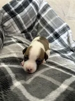 Chunky , a female Jack Russell Terrier and Rat Terrier for sale in Miamisburg, OH – Photo 4 of 6