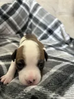 Chunky , a female Jack Russell Terrier and Rat Terrier for sale in Miamisburg, OH – Photo 5 of 6