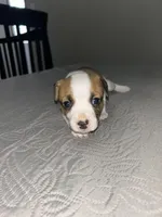 Chunky , a female Jack Russell Terrier and Rat Terrier for sale in Miamisburg, OH – Photo 2 of 6