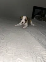 Chunky , a female Jack Russell Terrier and Rat Terrier for sale in Miamisburg, OH – Photo 3 of 6