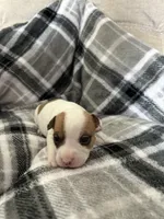 Mickey , a male Jack Russell Terrier and Rat Terrier for sale in Miamisburg, OH – Photo 4 of 6