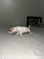 Mickey , a male Jack Russell Terrier and Rat Terrier for sale in Miamisburg, OH – Photo 3 of 6