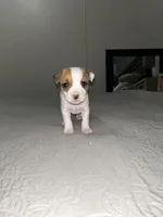 Mickey , a male Jack Russell Terrier and Rat Terrier for sale in Miamisburg, OH – Photo 1 of 6