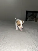 Mickey , a male Jack Russell Terrier and Rat Terrier for sale in Miamisburg, OH – Photo 2 of 6