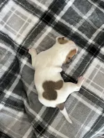 Mickey , a male Jack Russell Terrier and Rat Terrier for sale in Miamisburg, OH – Photo 6 of 6