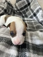 Mickey , a male Jack Russell Terrier and Rat Terrier for sale in Miamisburg, OH – Photo 5 of 6