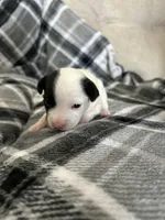 Poe, a male Jack Russell Terrier and Rat Terrier for sale in Miamisburg, OH – Photo 4 of 5