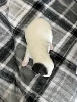 Poe, a male Jack Russell Terrier and Rat Terrier for sale in Miamisburg, OH – Photo 5 of 5