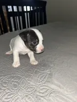 Poe, a male Jack Russell Terrier and Rat Terrier for sale in Miamisburg, OH – Photo 1 of 5