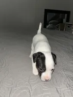 Poe, a male Jack Russell Terrier and Rat Terrier for sale in Miamisburg, OH – Photo 3 of 5