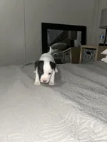 Poe, a male Jack Russell Terrier and Rat Terrier for sale in Miamisburg, OH – Photo 2 of 5