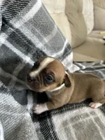 Holly, a female Jack Russell Terrier and Rat Terrier for sale in Miamisburg, OH – Photo 5 of 7