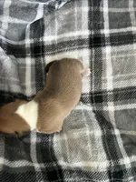 Holly, a female Jack Russell Terrier and Rat Terrier for sale in Miamisburg, OH – Photo 7 of 7