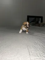 Holly, a female Jack Russell Terrier and Rat Terrier for sale in Miamisburg, OH – Photo 2 of 7