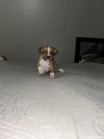 Holly, a female Jack Russell Terrier and Rat Terrier for sale in Miamisburg, OH – Photo 1 of 7