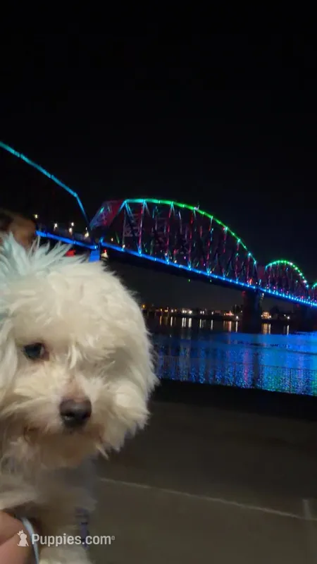 Ghost – Maltese puppy for sale in Louisville, KY