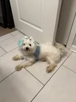 Ghost, a male Maltese for sale in Louisville, KY – Photo 3 of 3