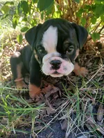 Vida, a female English Bulldog for sale in Saint Paul, MN – 1 of 6