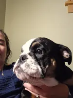 Vida, a female English Bulldog for sale in Saint Paul, MN – 7 of 10