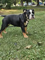 Vida, a female English Bulldog for sale in Saint Paul, MN – 5 of 10