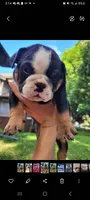 Vida, a female English Bulldog for sale in Saint Paul, MN – 2 of 4