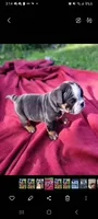 Vida, a female English Bulldog for sale in Saint Paul, MN – 4 of 4