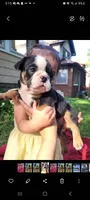 Vida, a female English Bulldog for sale in Saint Paul, MN – 3 of 4