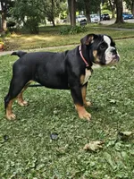 Vida, a female English Bulldog for sale in Saint Paul, MN – 2 of 10