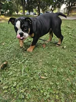 Vida, a female English Bulldog for sale in Saint Paul, MN – 4 of 10