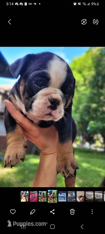 Vida – English Bulldog puppy for sale in Saint Paul, MN