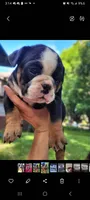 Vida, a female English Bulldog for sale in Saint Paul, MN – 1 of 4