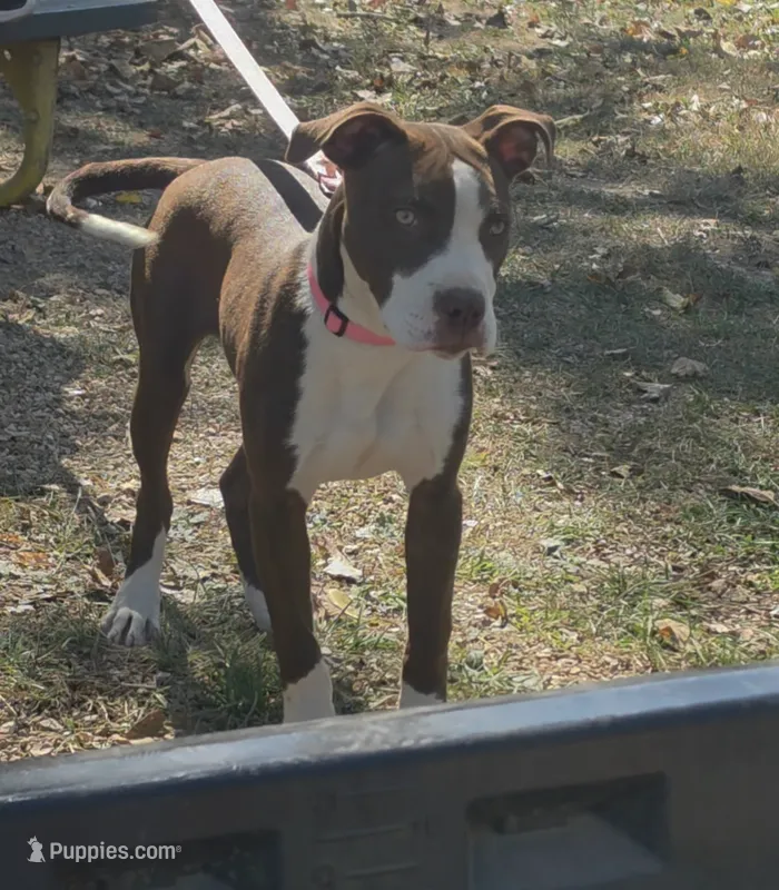 Yera, a female American Pit Bull Terrier for sale in Saint Robert, MO – 1 of 6