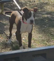 Yera, a female American Pit Bull Terrier for sale in Saint Robert, MO – 1 of 6