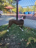 Yera, a female American Pit Bull Terrier for sale in Saint Robert, MO – 6 of 6