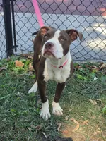 Yera, a female American Pit Bull Terrier for sale in Saint Robert, MO – 5 of 6