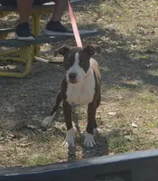 Yera, a female American Pit Bull Terrier for sale in Saint Robert, MO – 2 of 6