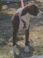 Yera, a female American Pit Bull Terrier for sale in Saint Robert, MO – 3 of 6