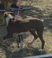 Yera, a female American Pit Bull Terrier for sale in Saint Robert, MO – 4 of 6