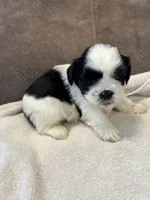 B, a male Shih Tzu for sale in Bonneau, SC – Photo 2 of 7