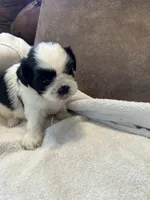 B, a male Shih Tzu for sale in Bonneau, SC – Photo 4 of 7