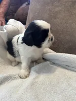 B, a male Shih Tzu for sale in Bonneau, SC – Photo 5 of 7