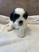 B, a male Shih Tzu for sale in Bonneau, SC – Photo 7 of 7