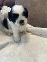 B, a male Shih Tzu for sale in Bonneau, SC – Photo 6 of 7