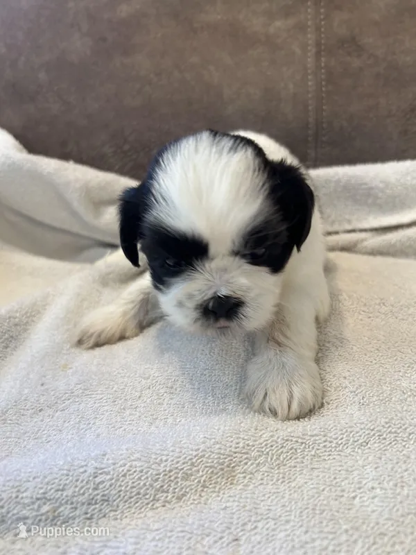 B, a male Shih Tzu for sale in Bonneau, SC – Photo 1 of 7
