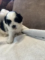 B, a male Shih Tzu for sale in Bonneau, SC – Photo 3 of 7